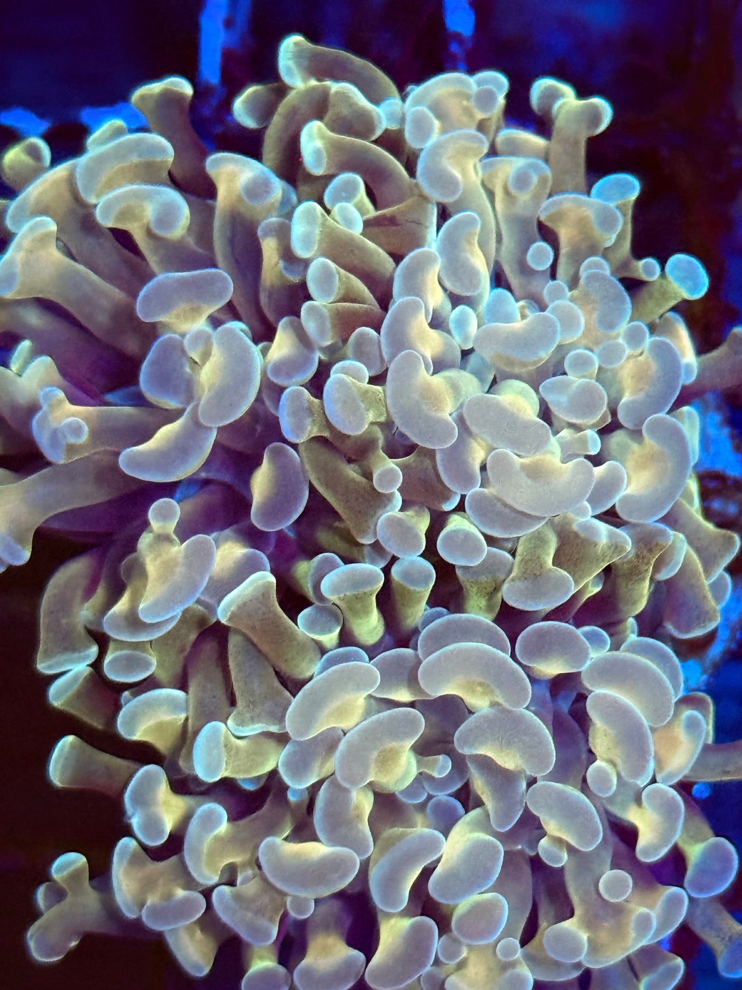 Orange Hammer Coral (🇮🇩)