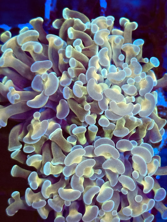 Orange Hammer Coral (🇮🇩)
