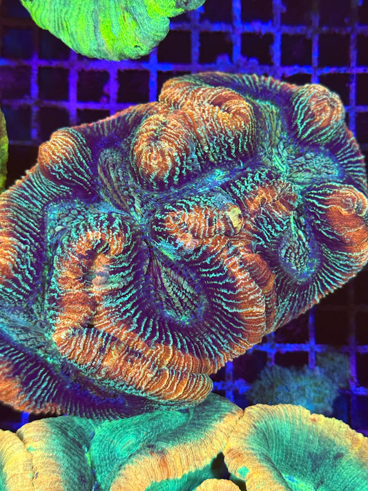 L Trachyphyllia (🇦🇺) #12