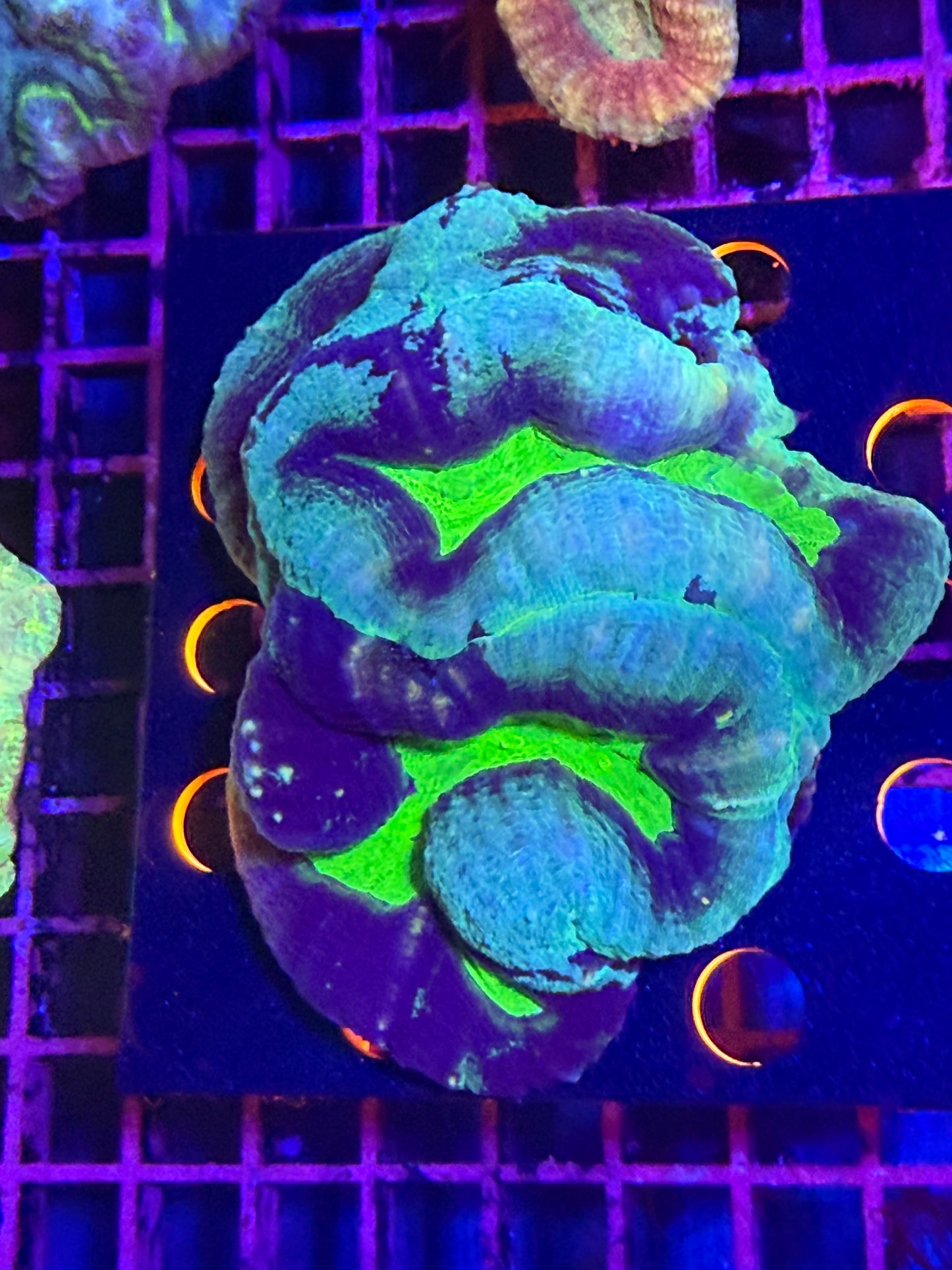 L Lobophyllia (🇦🇺)