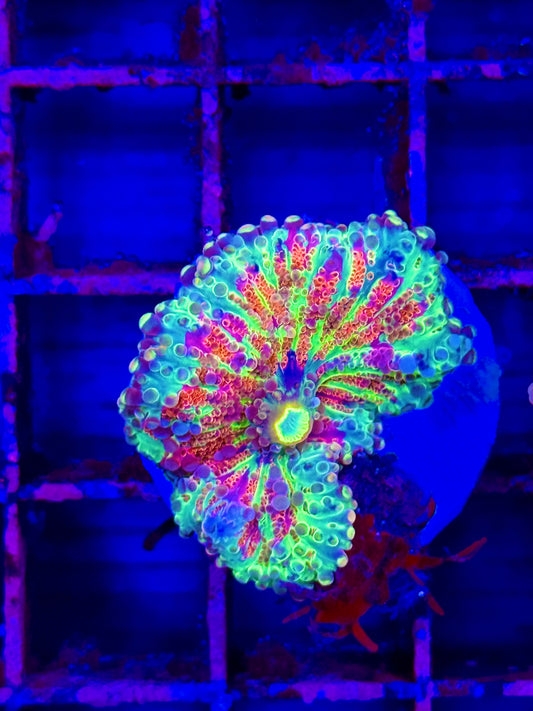 Ultra Yuma Mushroom (🇮🇩)