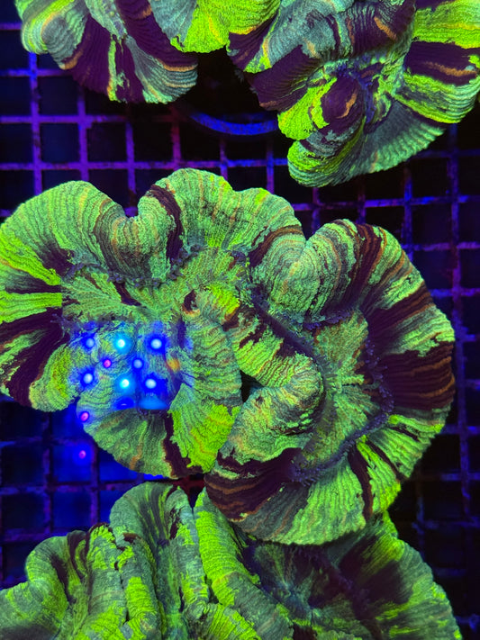 L Trachyphyllia (🇦🇺) #4