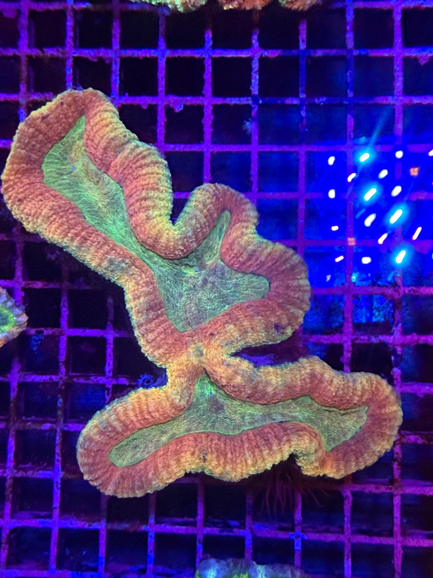 L Lobophyllia (🇦🇺)