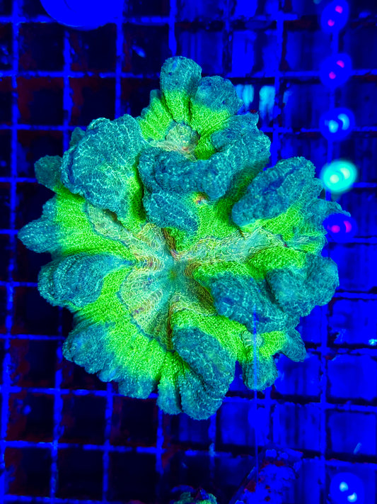 Rainbow Pectinia (🇮🇩)