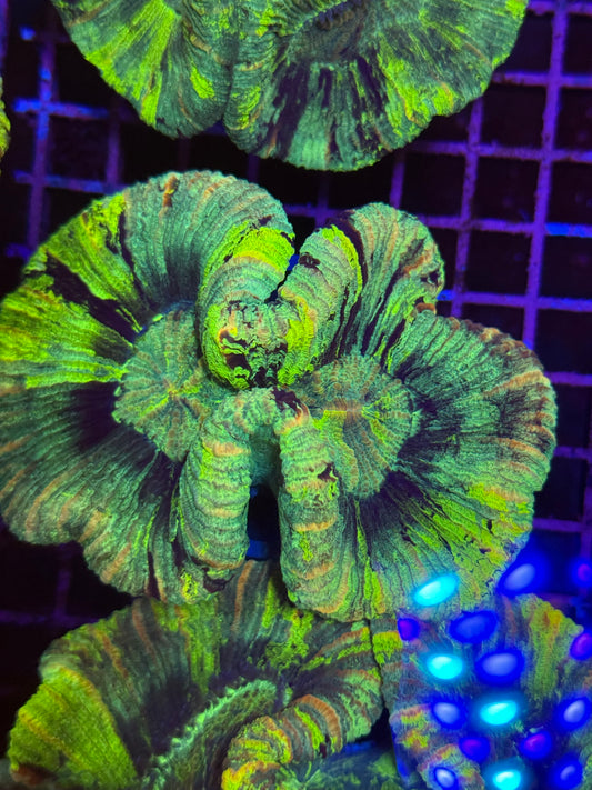 M Trachyphyllia (🇦🇺) #21