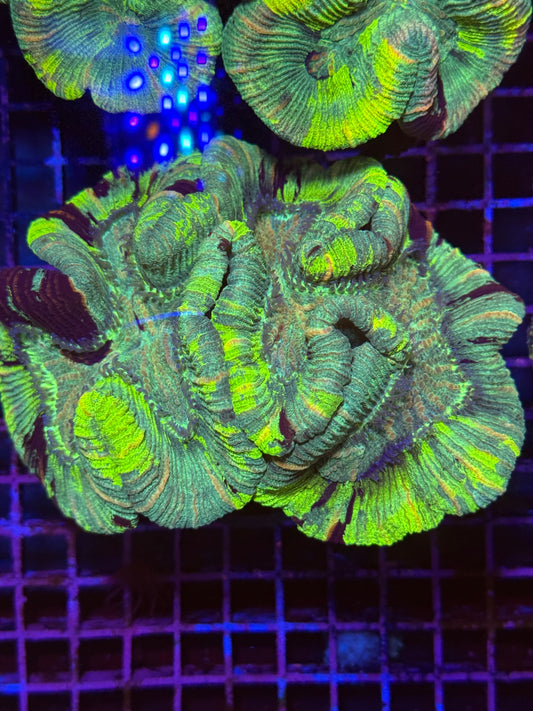 M Trachyphyllia (🇦🇺) #24