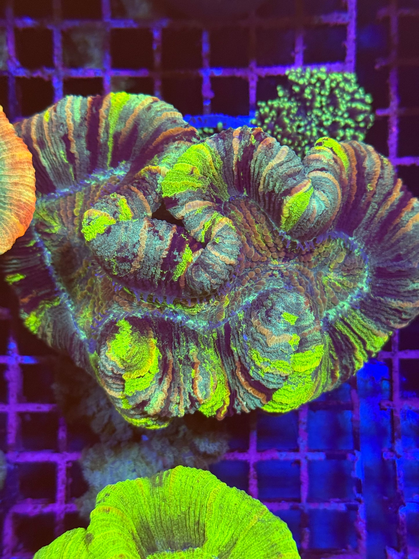 L Trachyphyllia (🇦🇺) #16