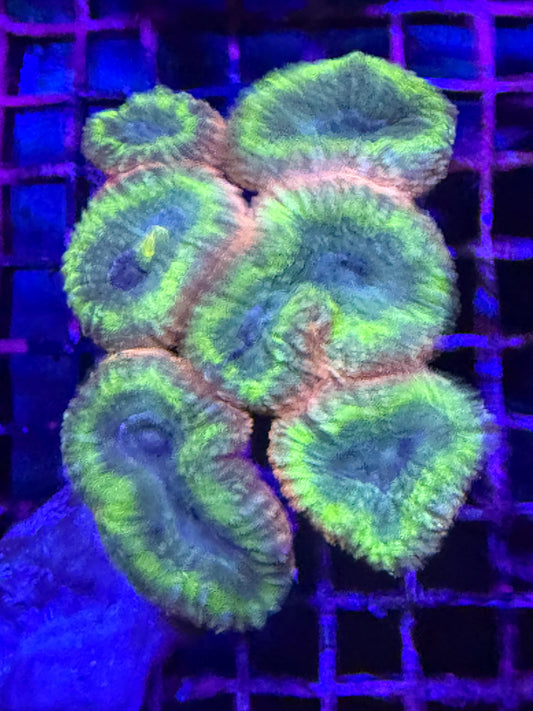 L Lobophyllia (🇦🇺)