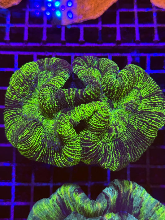 M Trachyphyllia (🇦🇺) #28