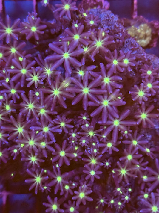 Jasmin polyp Colony