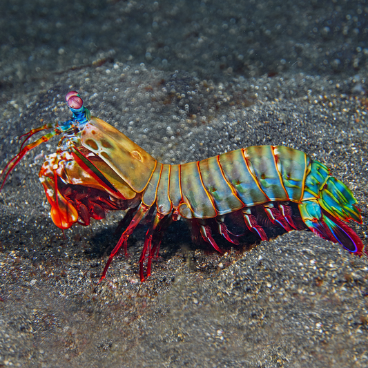 Peacock Mantis Shrimp