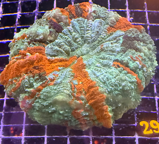 Acanthophyllia #29
