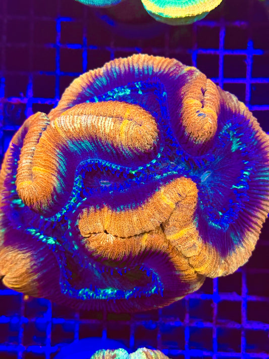 XL Trachyphyllia (🇦🇺) #10