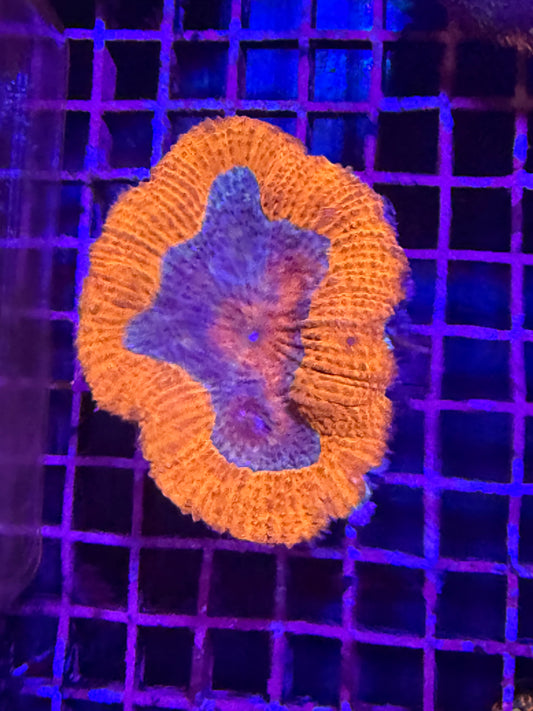 M Lobophyllia (🇦🇺)