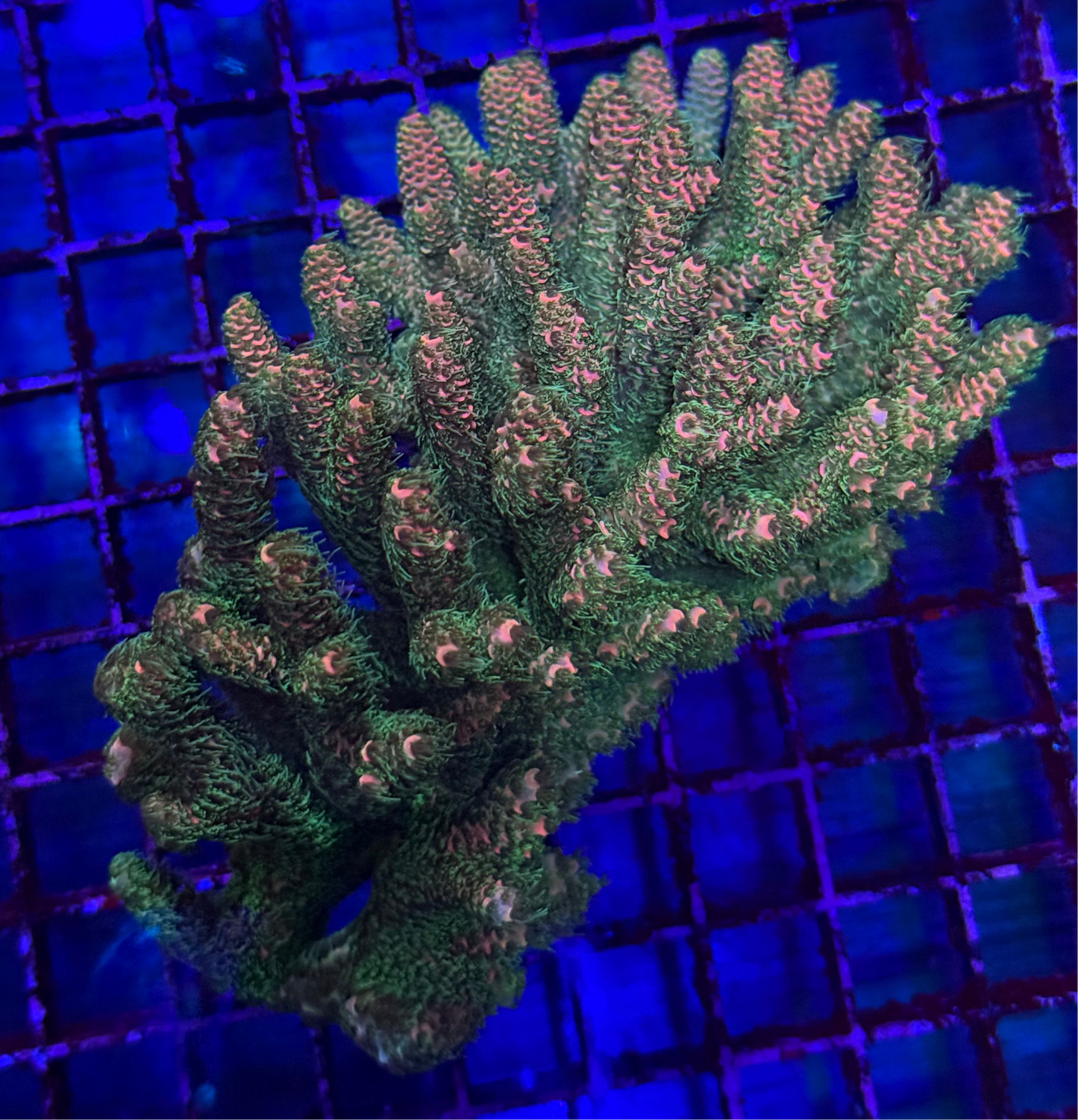 Stardust Milliepora (🇸🇧)