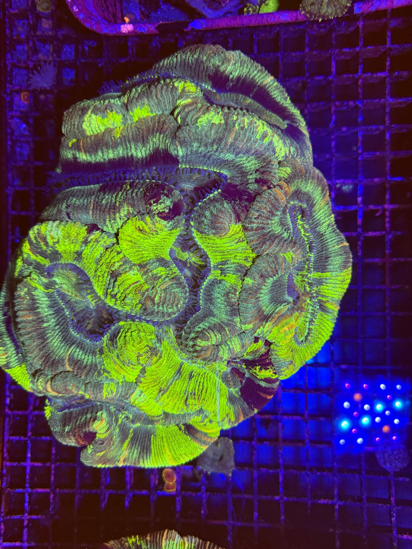 XXL Trachyphyllia (🇦🇺) #1