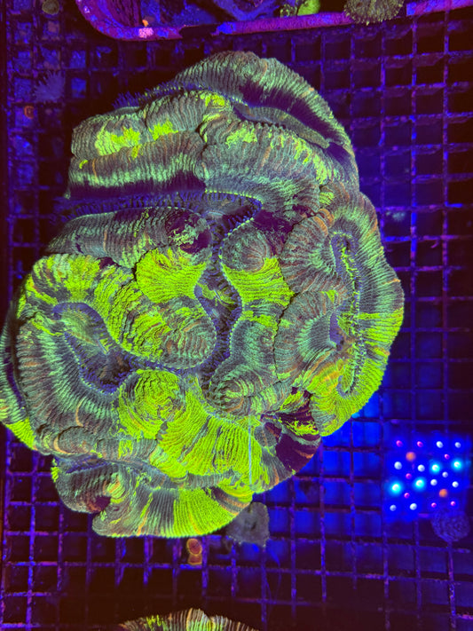 XXL Trachyphyllia (🇦🇺) #1