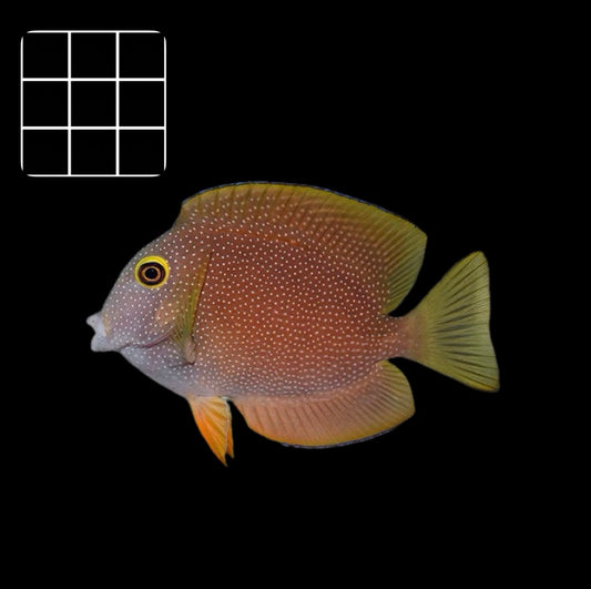 Yellow-eye Kole Tang (Ctenochaetus strigosus)