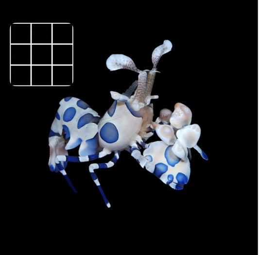 Harlequin Shrimp