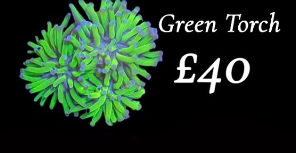 Green Torch
