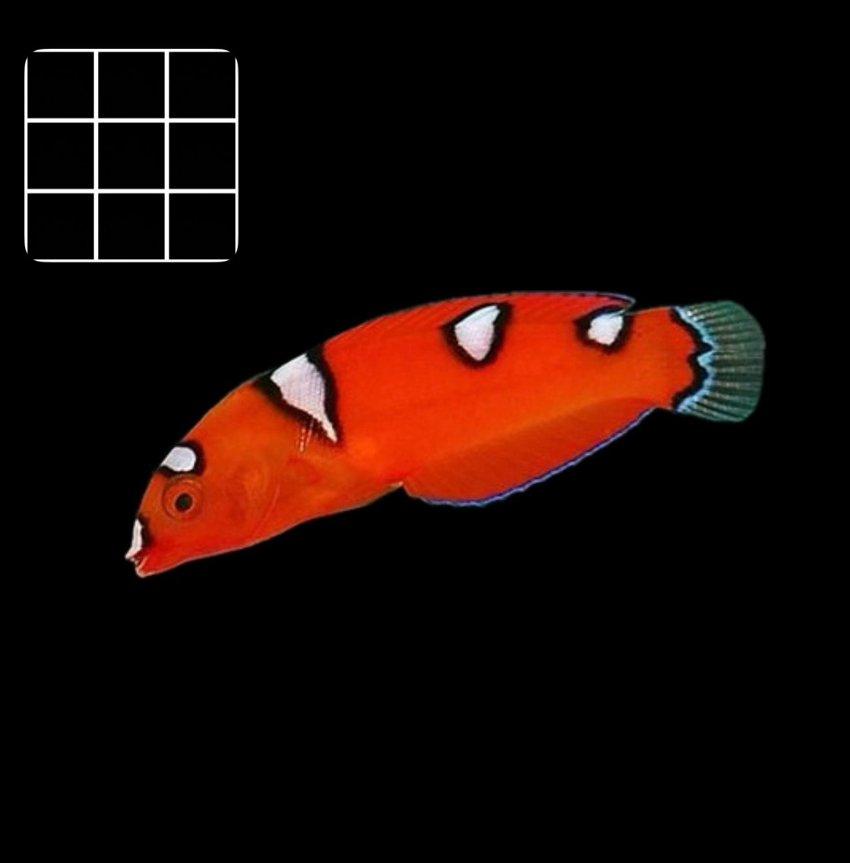 Red Coris Wrasse (Coris gaimard)