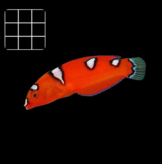 Red Coris Wrasse (Coris gaimard)