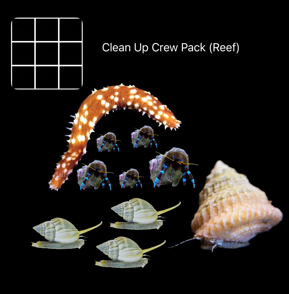 Clean Up Crew Pack (Reef)
