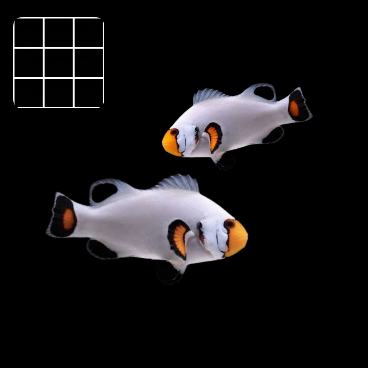 Platinum Clownfish Pair (Amphiprion Ocellaris)