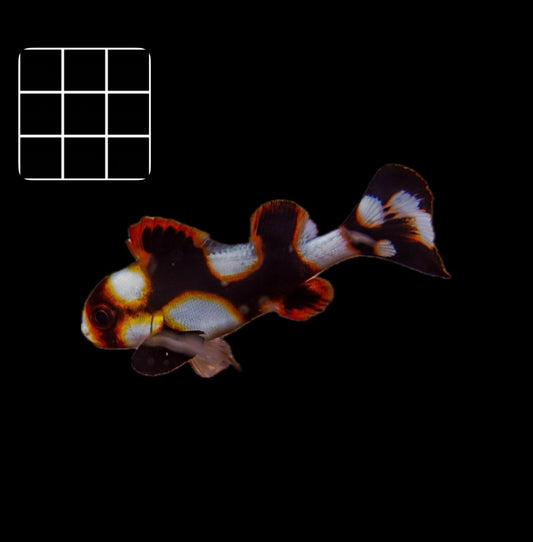 Oriental SweetLips (plectorhinchus orientalis)