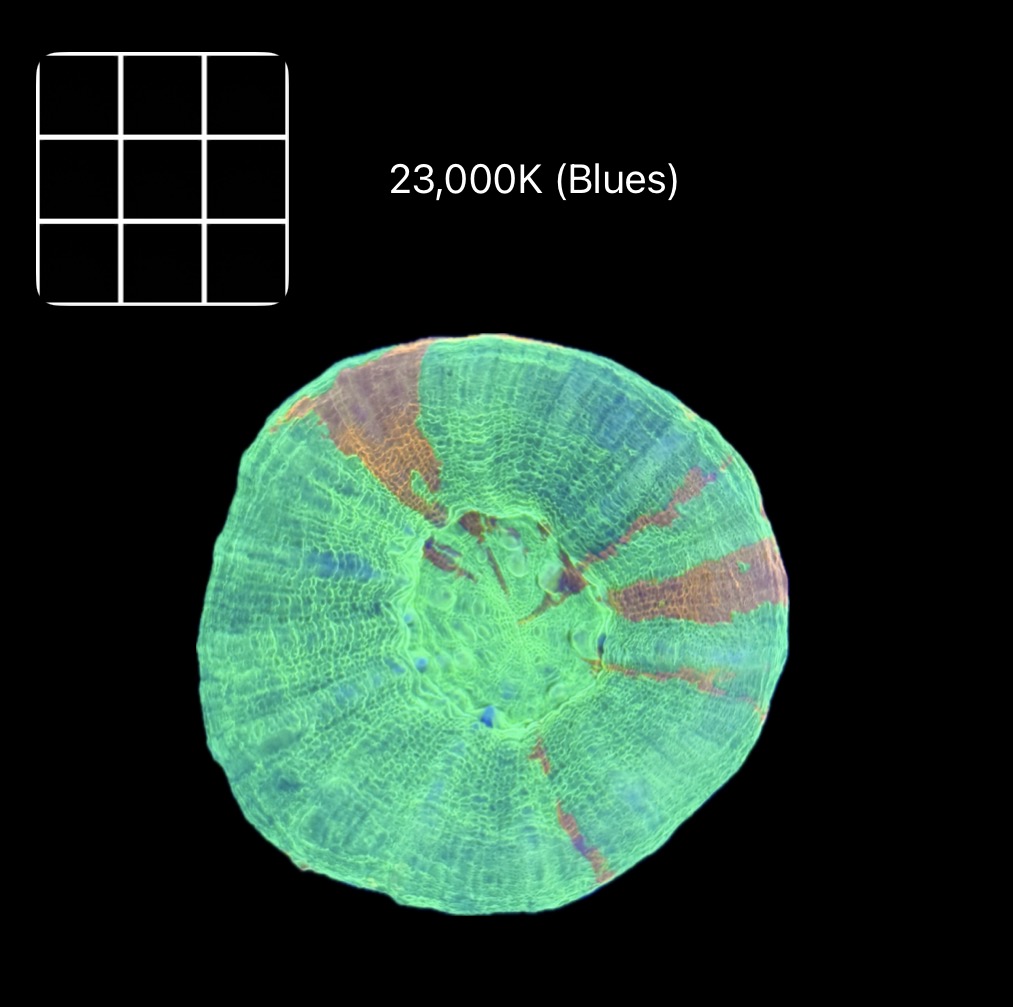 Bleeding Apple Scolymia Australis