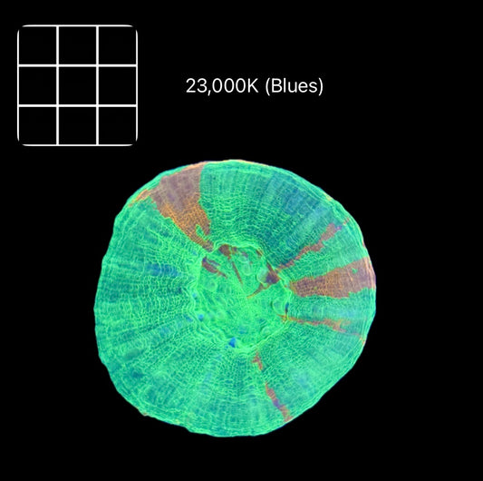 Bleeding Apple Scolymia Australis
