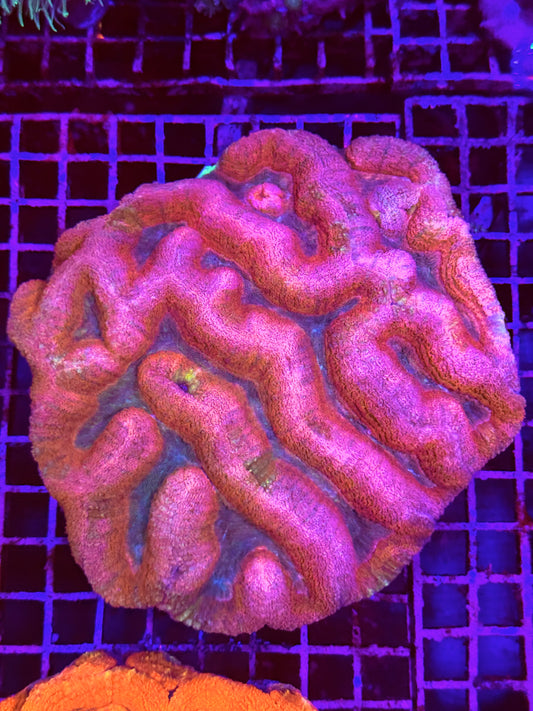 XL Lobophyllia (🇦🇺)