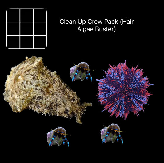 Clean Up Crew Pack (Hair Algae Buster)