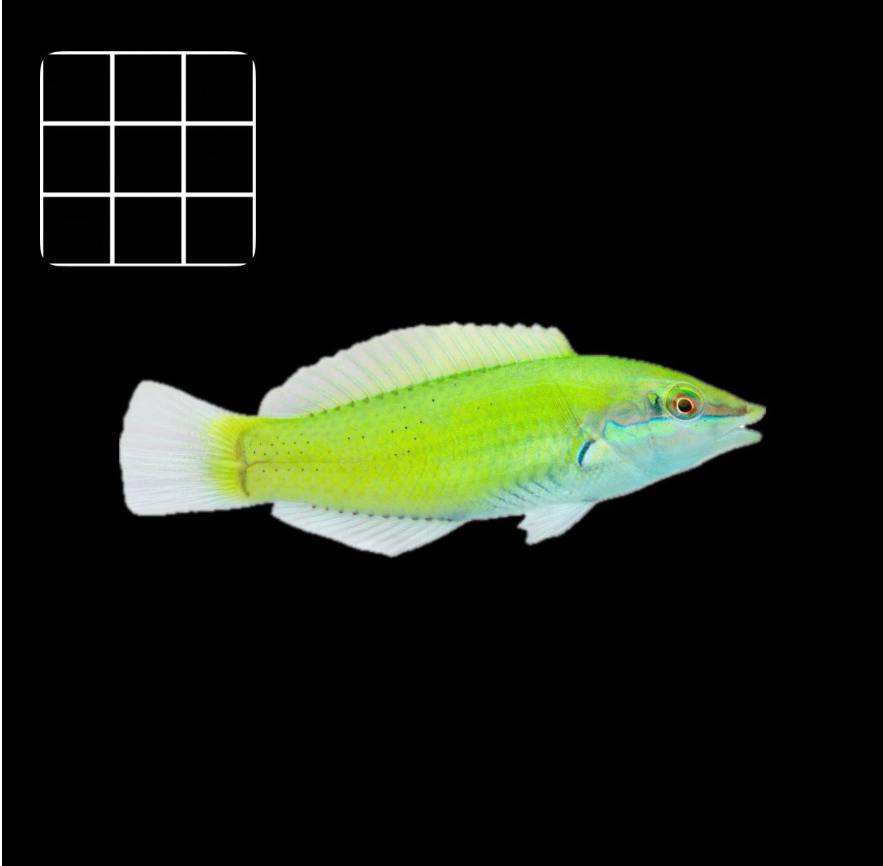 Jade Wrasse (Halichoeres chloropterus)