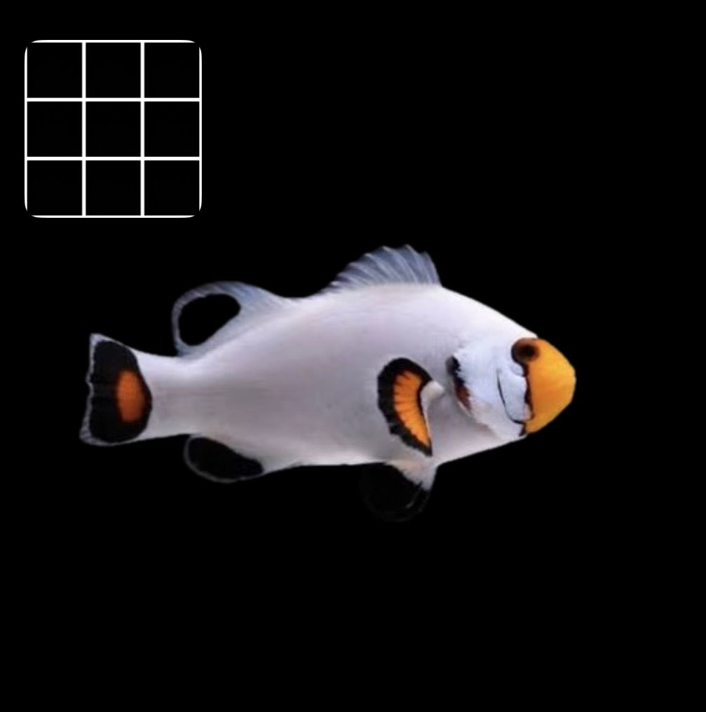 Platinum Clownfish (Amphiprion Ocellaris)