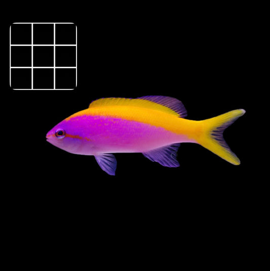 Evansai Anthias (Mirolabrichthys evansi)