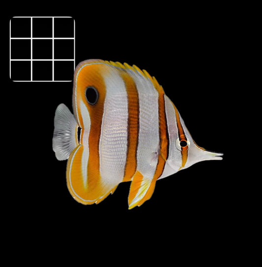 Copperband Butterflyfish (Chelmon rostratus)