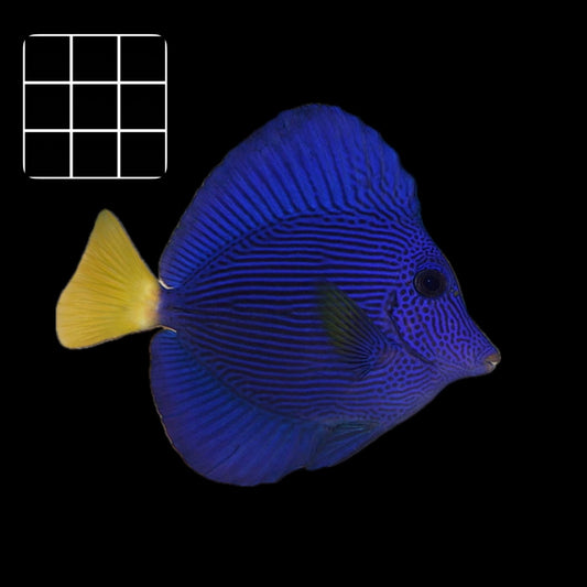 Purple Tang (Zebrasoma Xanthurum)