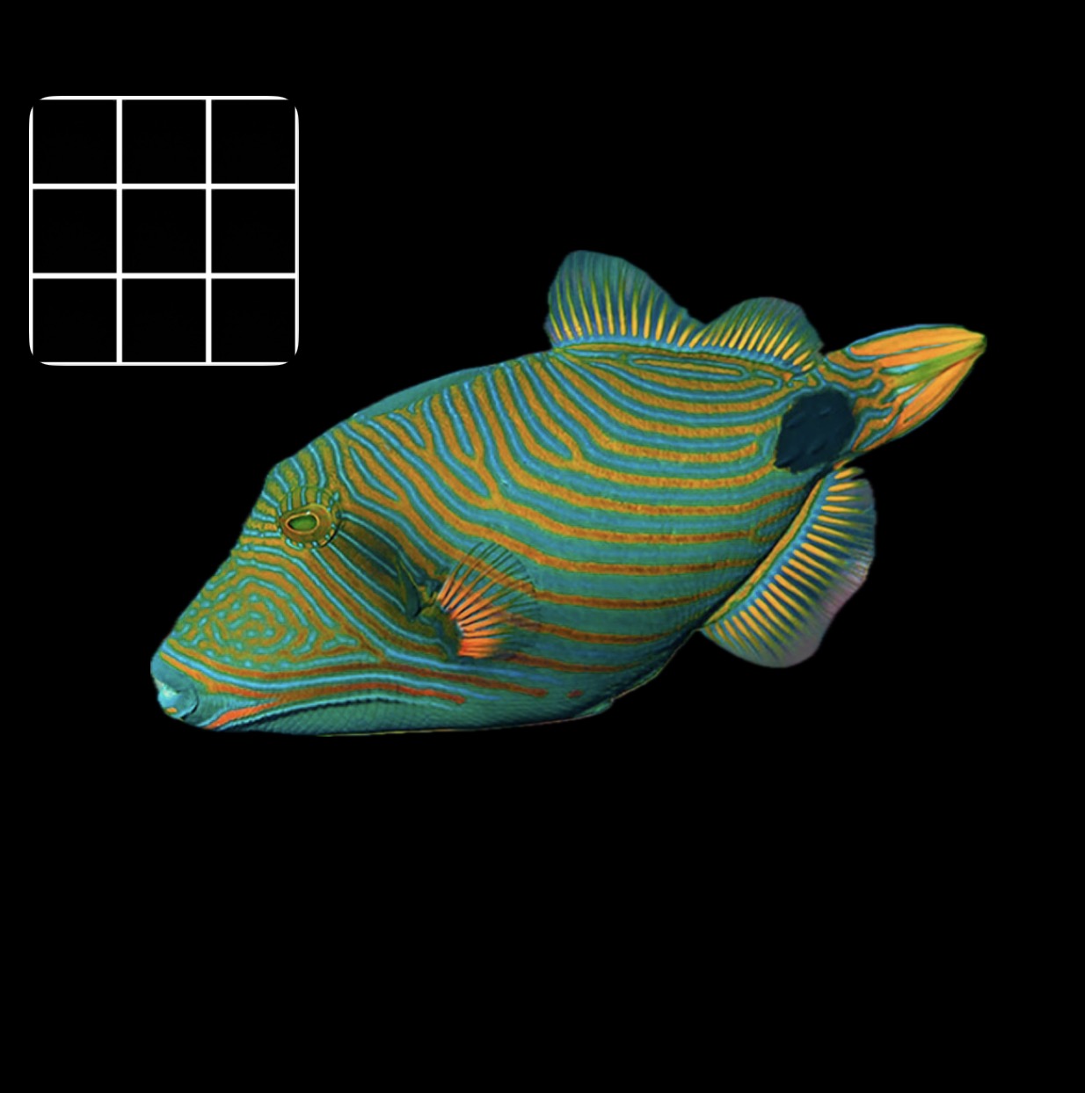 Undulatus TriggerFish (Balistapus Undulatus)