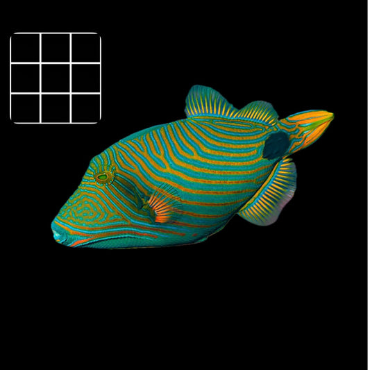 Undulatus TriggerFish (Balistapus Undulatus)