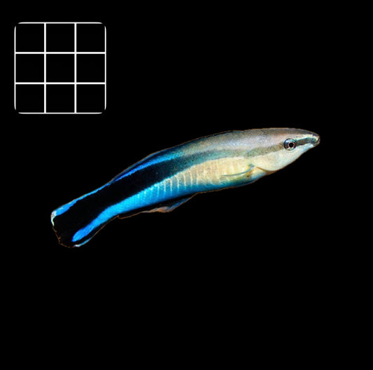 Cleaner Wrasse (Labroides dimidiatus)