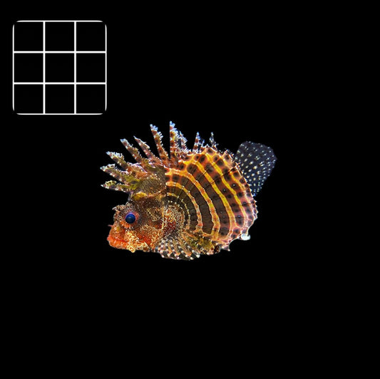 Dwarf Fuzzy Lionfish (Dendrochirus brachypterus)