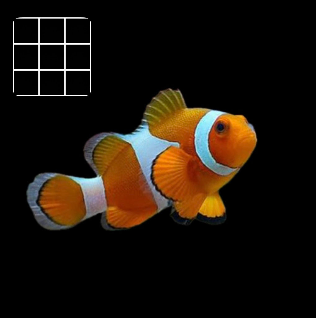 Common Clownfish (Amphiprion ocellaris)