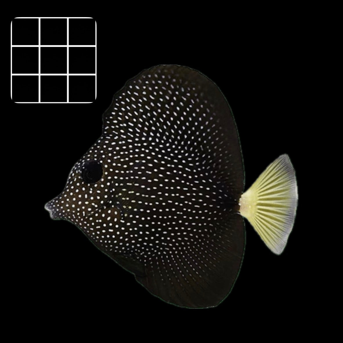 Gem Tang (Zebrasoma Gemmatum)