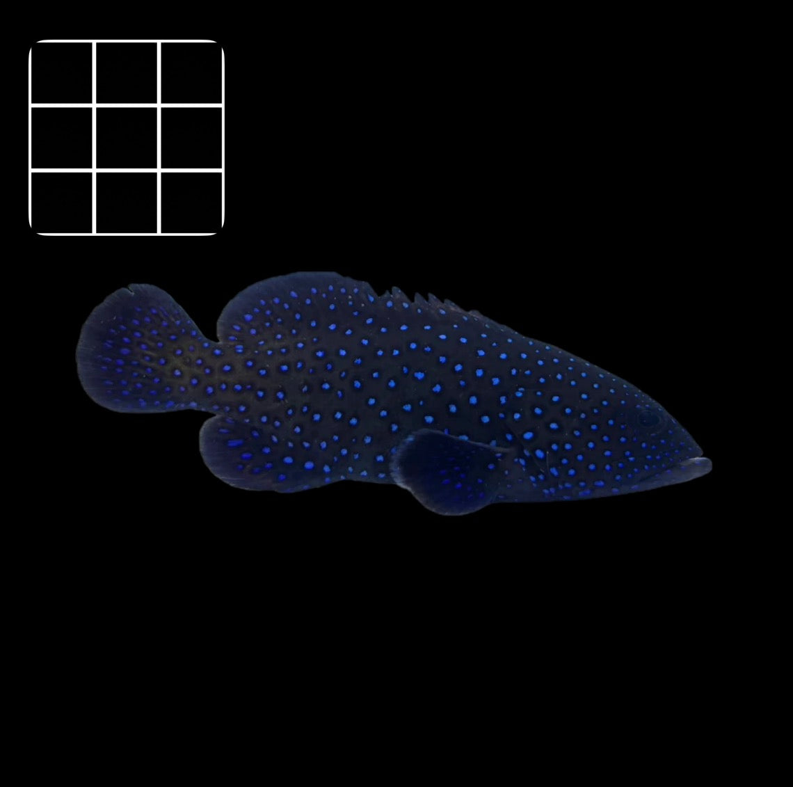 Blue Spot Grouper (Cephalopholis argus)