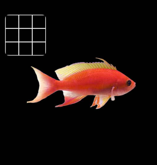 Longfin Anthias (Pseudanthias pulcherrimus)