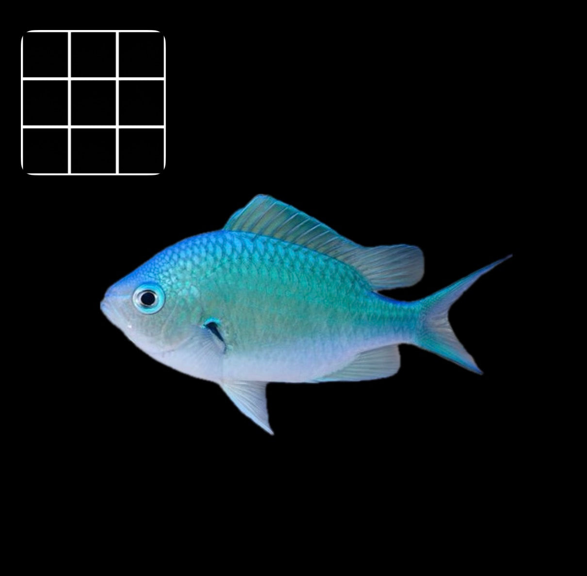 Green Chromis (Chromis Viridis)