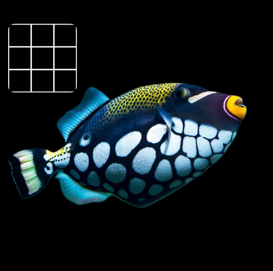 Clown TriggerFish (Balistoides Conspicillum)