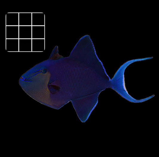 Blue Trigger (Odonus niger)