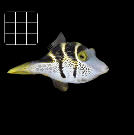 Mimic FileFish (Paraluteres prionurus)